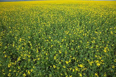 B社QuakeCon发布会今年线上举行 预计明年线下展